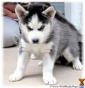 Wolf Dog